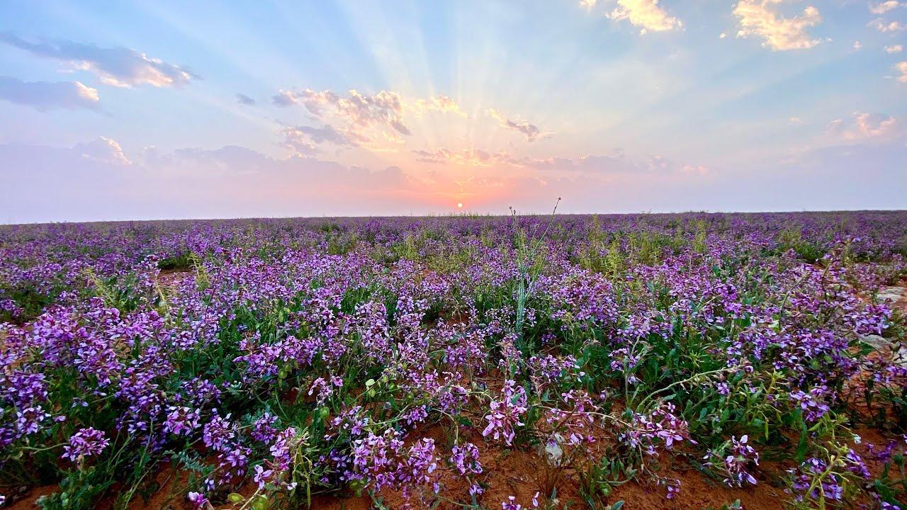 مرج خزامى